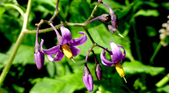 Purple Climbing Nightshade Wildflower At Fort Hill On Cape Cod