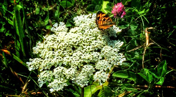 Orange And Brown Checkerspot Butterfly At Fort Hill On Cape Cod