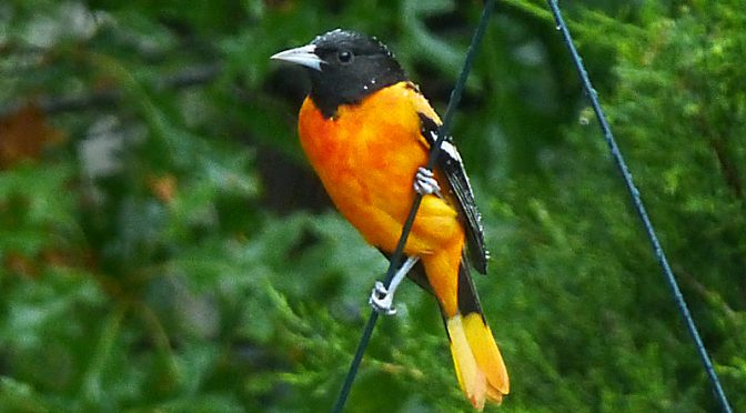 Gorgeous Baltimore Oriole Still In Our Yard On Cape Cod!