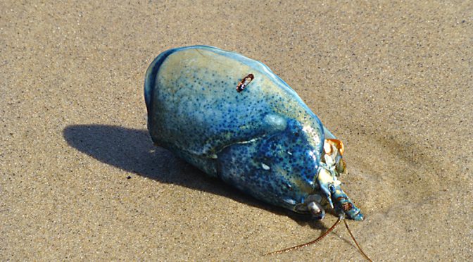 Blue Lobster On Coast Guard Beach On Cape Cod
