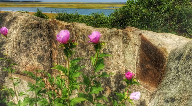 Pretty Pink Swamp Rose-Mallow Wildflower At Fort Hill On Cape Cod