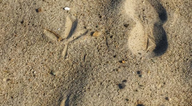 Huge Bird Tracks in the Sand On Cape Cod