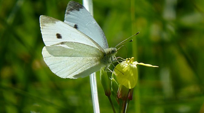 Cabbage White Butterfly At The Wellfleet Bay Wildlife Sanctuary