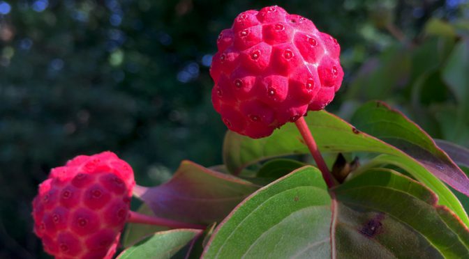 Huge Dogwood Berries On Our Trees On Cape Cod