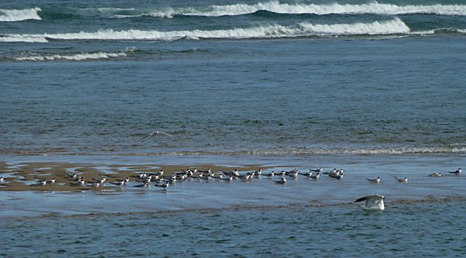 Lots Of Arctic Terns On The Sandbar On Cape Cod
