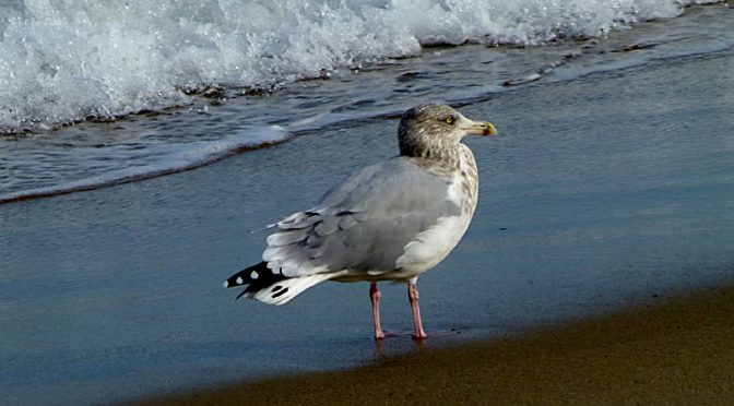 Seagull On Coast Guard Beach On Cape Cod