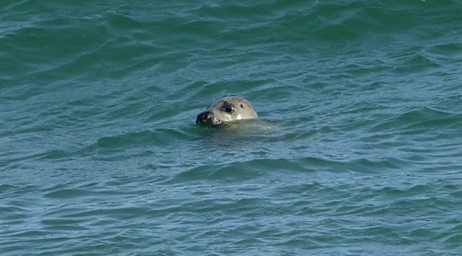 The Seals Are Still Swimming Along Coast Guard Beach On Cape Cod