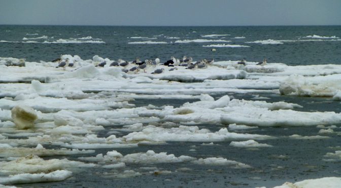 Still Lots Of Ice On Cape Cod Bay