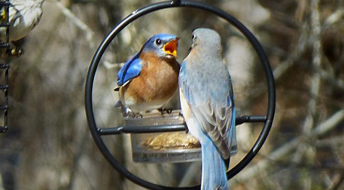 Bluebirds Love The Mealworms At Our Home On Cape Cod!