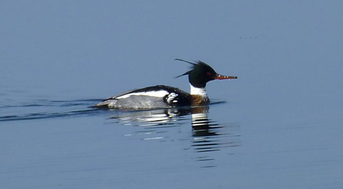 Beautiful Red-Breasted Mergansers At Boat Meadow Beach On Cape Cod