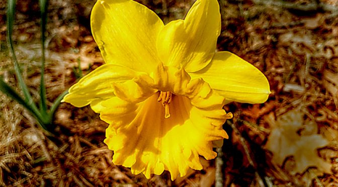 First Spring Daffodil In  Our Yard On Cape Cod