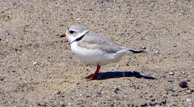 The Piping Plovers Are Back On Coast Guard Beach On Cape Cod