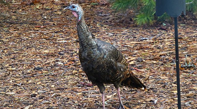 This Wild Turkey Is Loving Our Birdseed On Cape Cod
