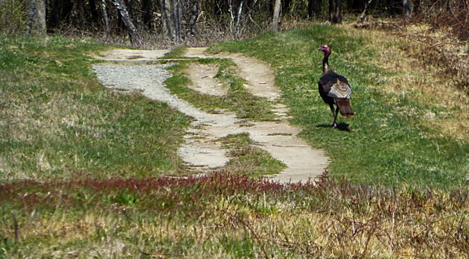 Wild Turkey Loving The Trails At Fort Hill On Cape Cod