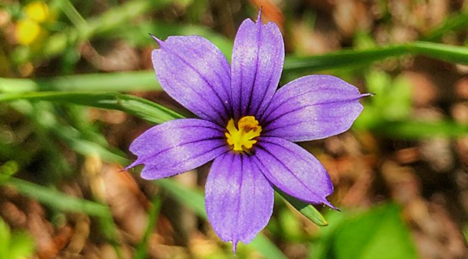 Gorgeous Blue Eyed Grass At Fort Hill On Cape Cod
