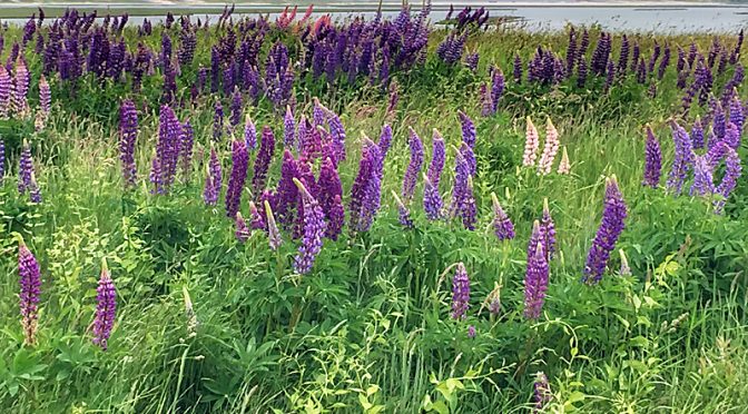 The Wild Lupine Wildflowers Are Magnificent At Fort Hill On Cape Cod!