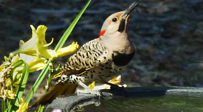 Family Of Northern Flickers In Our Yard On Cape Cod