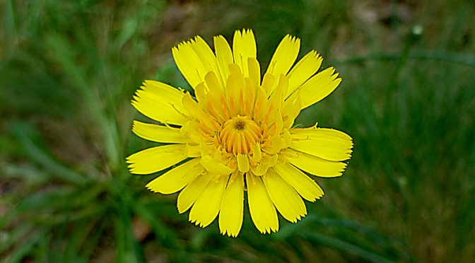 Yellow Mouse-Ear Hawkweed Wildflowers On Cape Cod