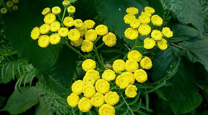 Beautiful, But Poisonous, Yellow Common Tansy At Fort Hill On Cape Cod