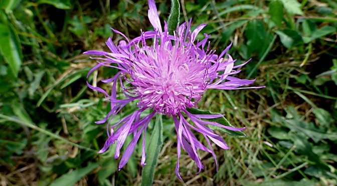 Pretty Purple Spotted Knapweed On Cape Cod