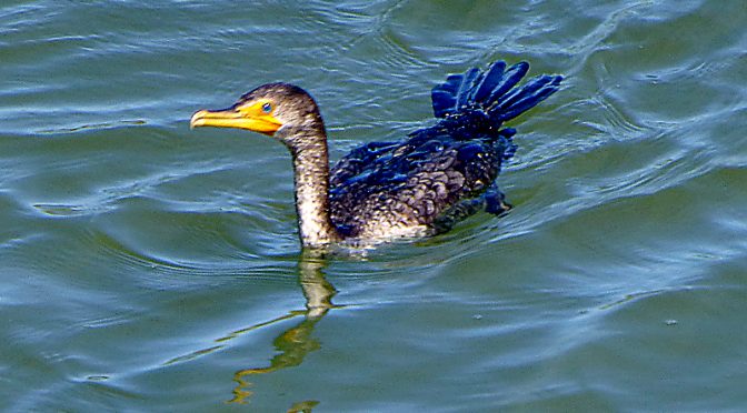 Double-Crested Cormorant At Rock Harbor On Cape Cod