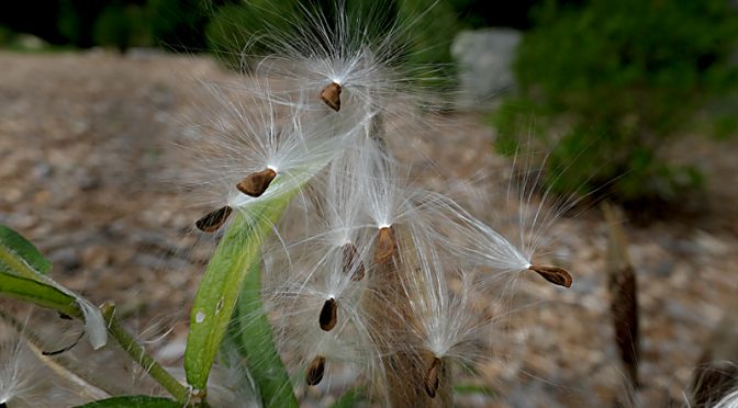The Milkweed Seeds Are Dispersing All Over Cape Cod!