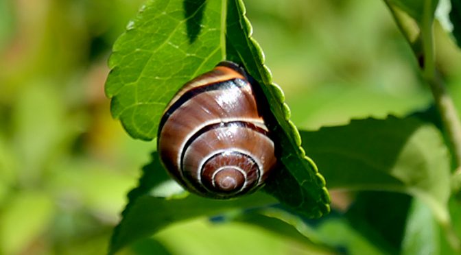 Very Interesting Snail At Fort Hill In Eastham On Cape Cod.