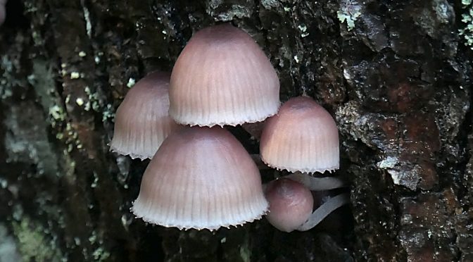 Pinkish Bleeding Fairy Helmet Mushrooms Growing On A Tree At Fort Hill On Cape Cod