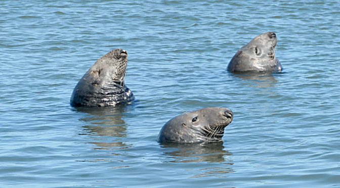Entertaining Seals At Coast Guard Beach On Cape Cod.