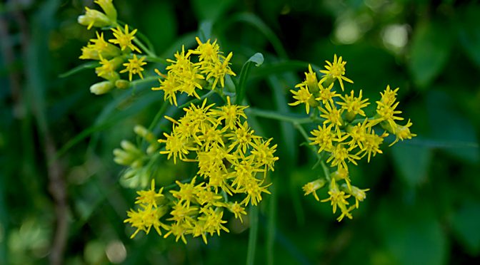 Slender Fragrant Goldenrod Wildflowers At Fort Hill On Cape Cod.