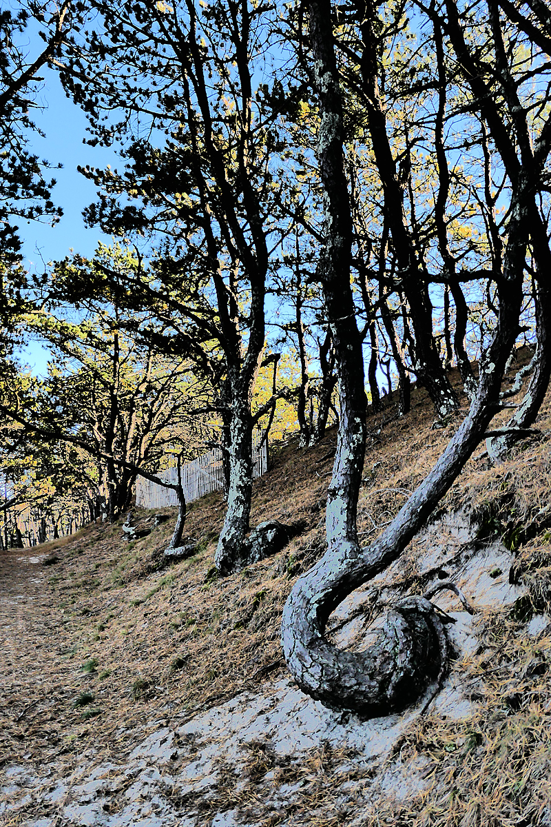 Interesting Trees On Beech Forest Trail In Provincetown On Cape Cod