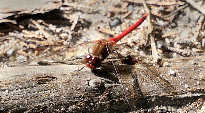 Yellow-Legged Meadowhawk Dragonfly On Doane Rock Trail On Cape Cod.