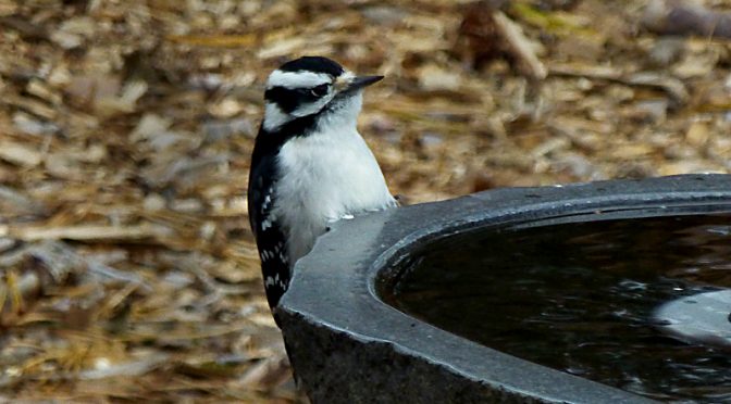 Downy Woodpecker At Our Bird Bath On Cape Cod.