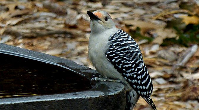 Red-Bellied Woodpecker At Our Bird Bath On Cape Cod.