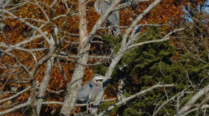 Great Blue Herons High In The Tree On Cape Cod!