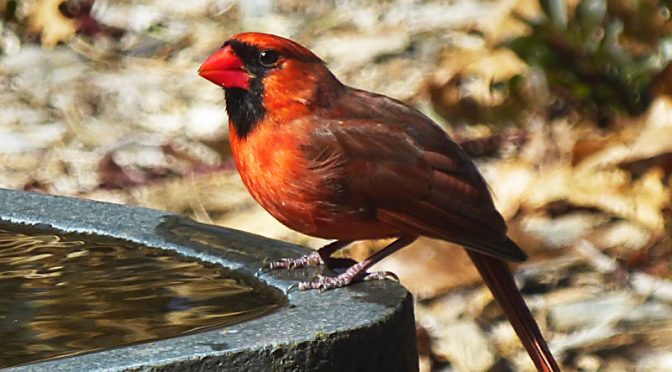 Beautiful Red Cardinal At Our Bird Bath On Cape Cod.