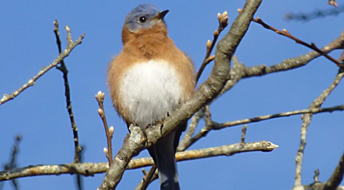 Love All The Bluebirds In Our Yard Here On Cape Cod!