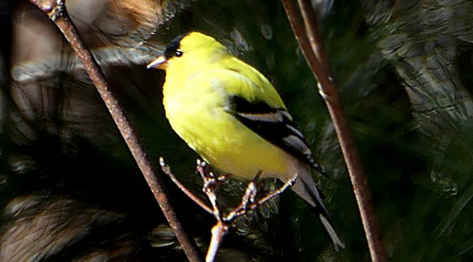The Goldfinches Are Back To Their Yellow Summer Color On Cape Cod!