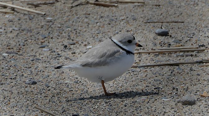 The Piping Plovers Are Back At Coast Guard Beach On Cape Cod!