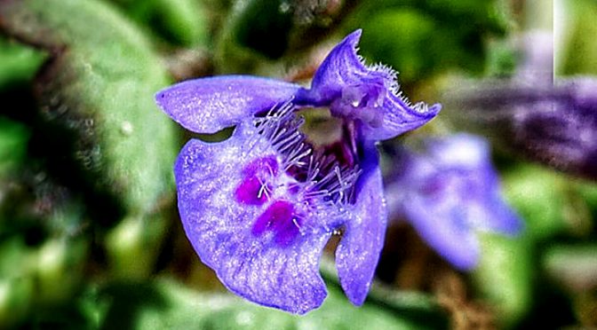 Gorgeous Purple Dead-Nettle Wildflower At Fort Hill On Cape Cod.
