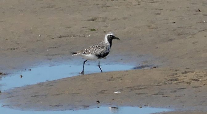 Black-Bellied Plover At The Wellfleet Bay Wildlife Sanctuary On Cape Cod!