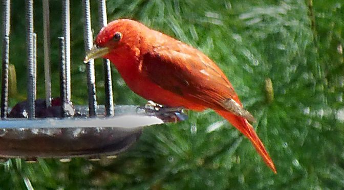 Brilliant Summer Tanager In Our Yard On Cape Cod!