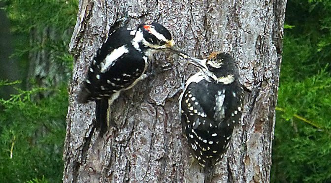 Adorable Mom Feeding Baby Hairy Woodpecker In Our Yard On Cape Cod!