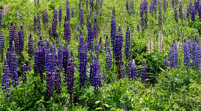 The Lupine Wildflowers Are Gorgeous At Fort Hill On Cape Cod!