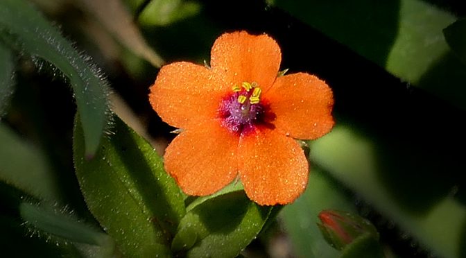 Scarlet Pimpernel Wildflower At Fort Hill On Cape Cod!