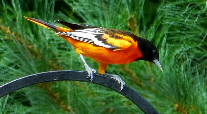 The Baltimore Orioles Will Be Migrating Soon From Cape Cod!