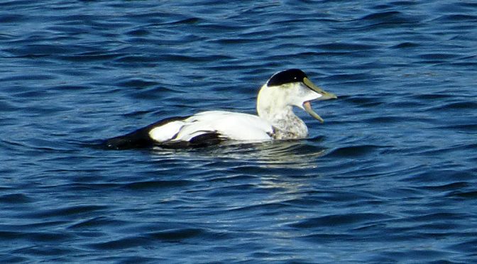 Common Eider At Boat Meadow Creek On Cape cod.
