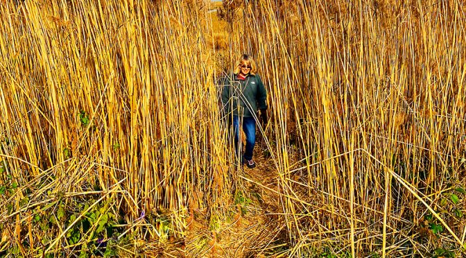 The Cattails At Fort Hill On Cape Cod Are So Tall!