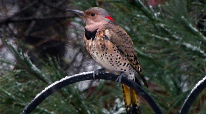Northern Flickers Loving The Snow On Cape Cod.