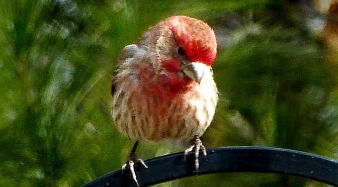 Beautiful Little House Finch At Our Home On Cape Cod.